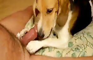 Kỳ lạ đồng tính sở thú khiêu dâm thú tính XXX